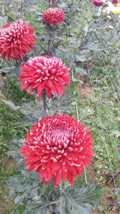 Хризантема Регалія Бордо черенок