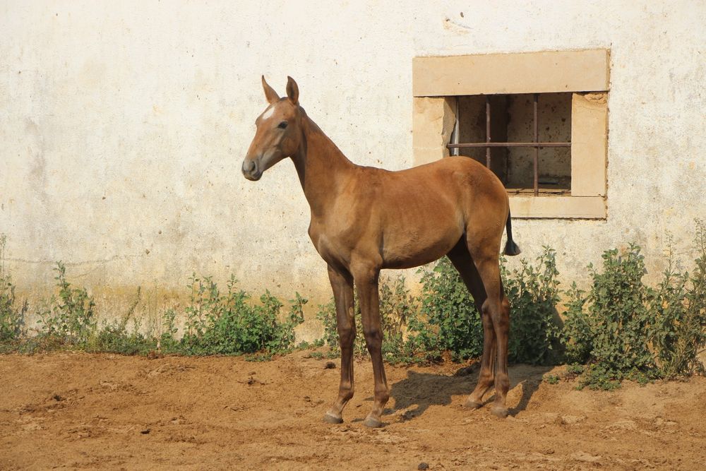 Poldra luso árabe pura
