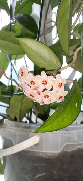 Хойя. Доросла квітуча ліана, квітує зараз