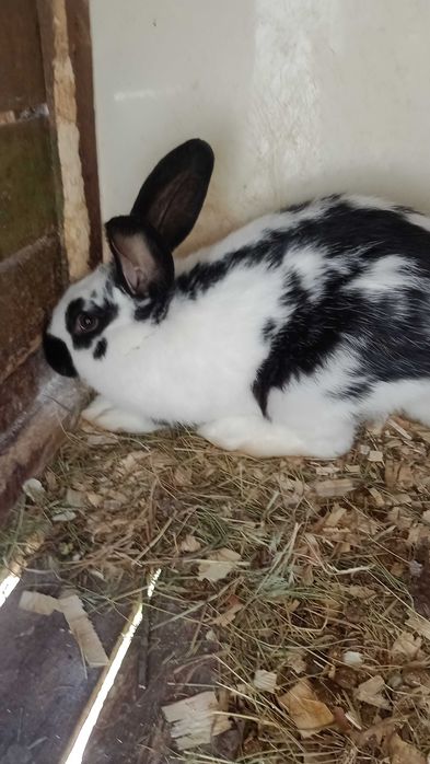 Різноманітність кролів