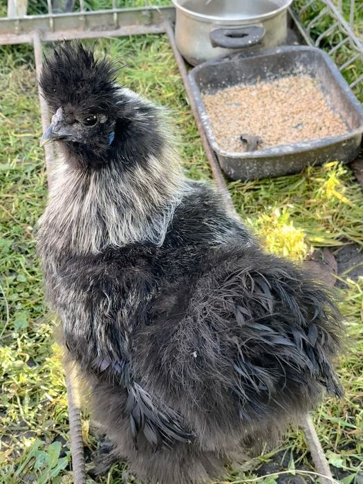 Silka kogut z lipca 2025