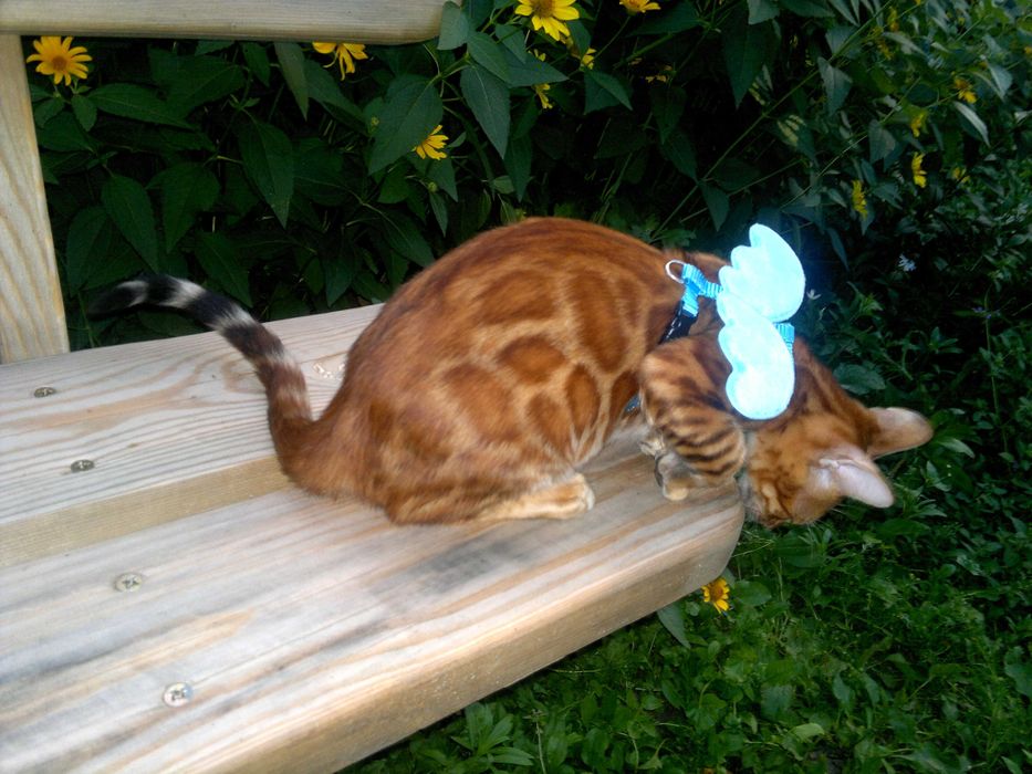 Лагідний BENn24 бенгальський хлопчик любимчик чи в розведення