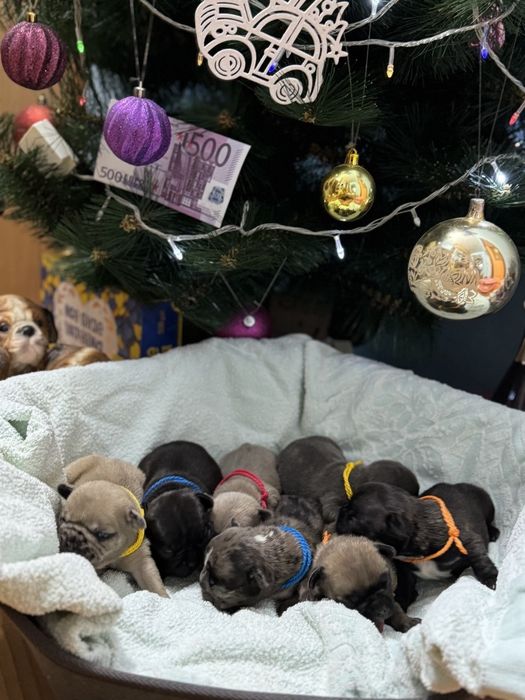 Малыши французского бульдога разные варианты