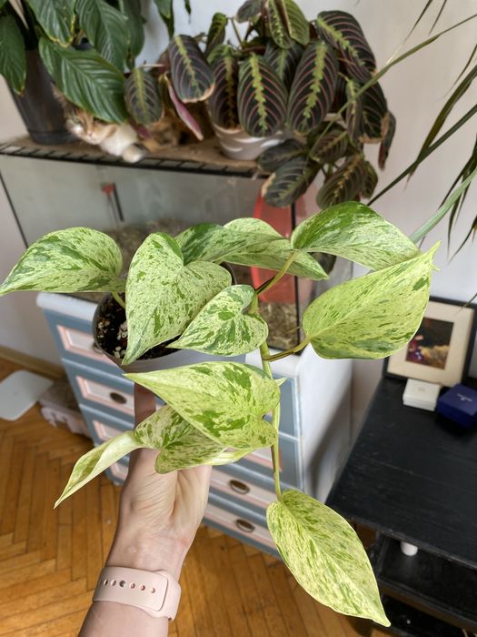 Epipremnum snow queen