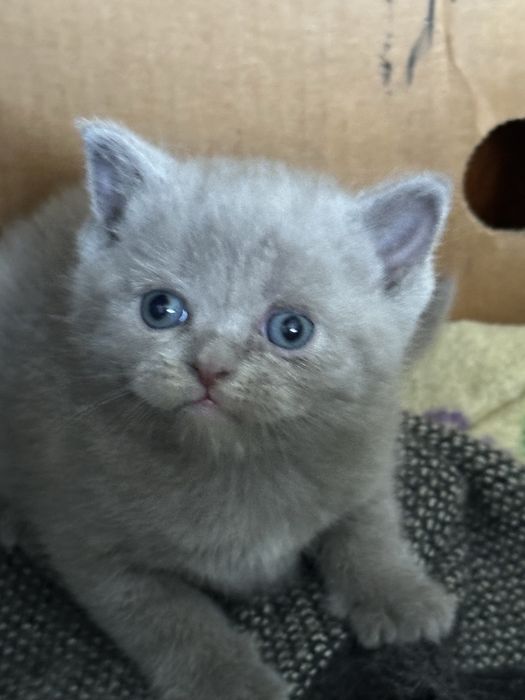 Шотланські котята