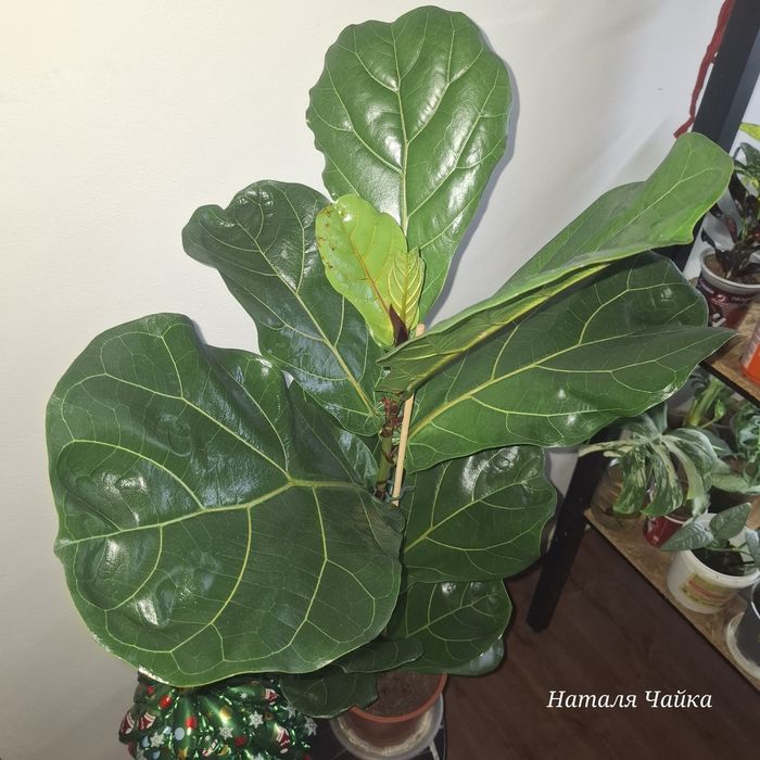 Фікуси різних сортів, лавр кімнатний