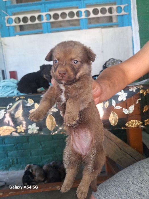 Цуцики великі не ростуть