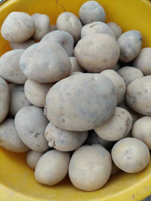 Sadzeniaki ziemniaki