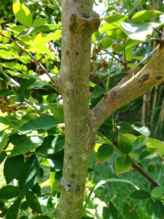 Pimenta de Sichuan - Zanthoxylum simulans