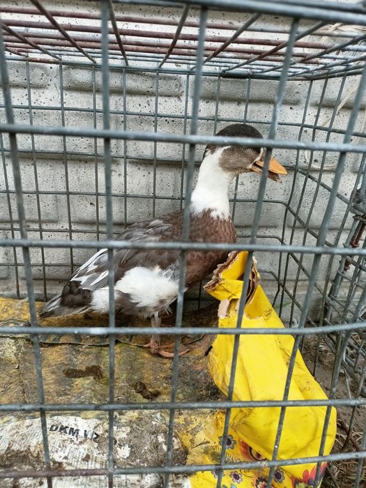 Sprzedam call duck