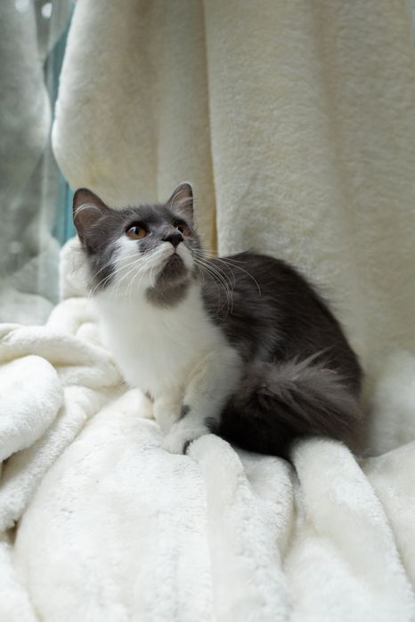 Пушинка хоче в сімʼю