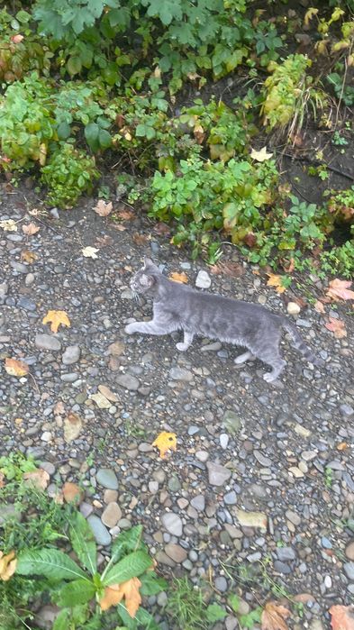 Шукаємо дім Стерилізована кішка