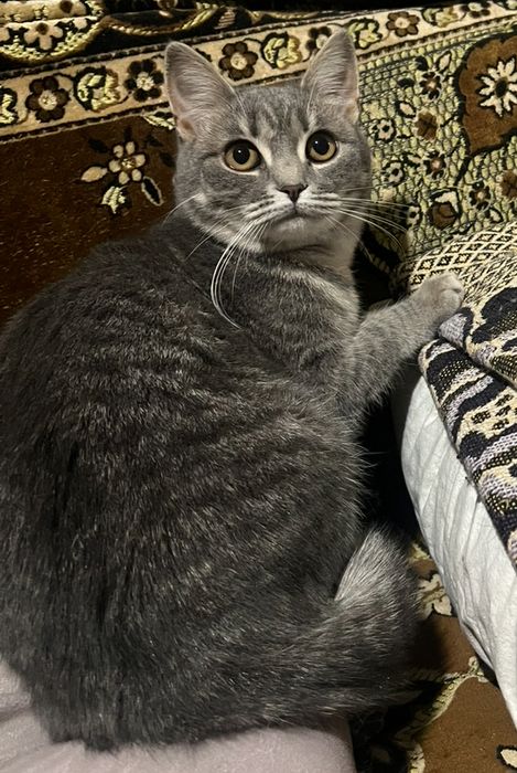 Котенята в добрі руки