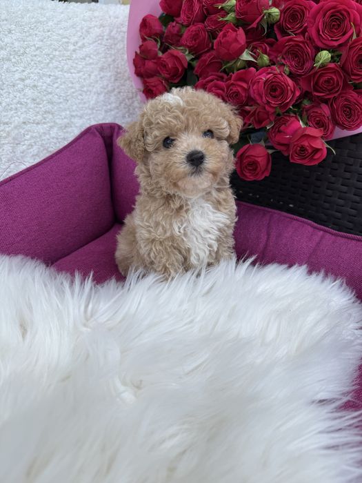 Карамельні мальтипушки