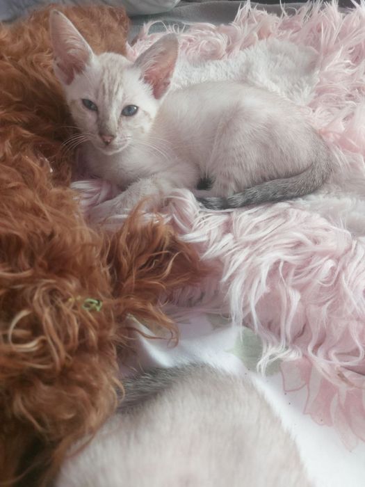 Продам котят аренталов