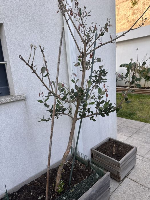 Arvore Feijoa , 1,5m