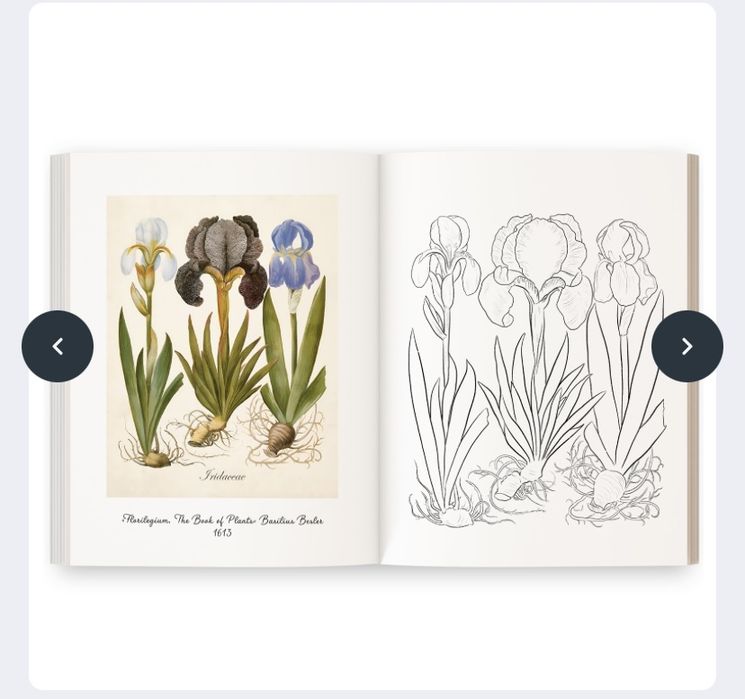 Розмальовка «Квіти» Ольги Марс