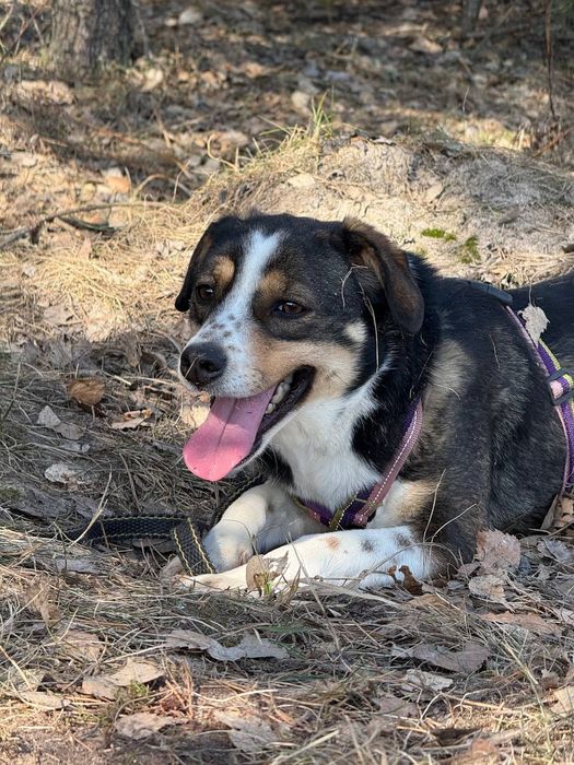 Небольшая собачка ищет дом