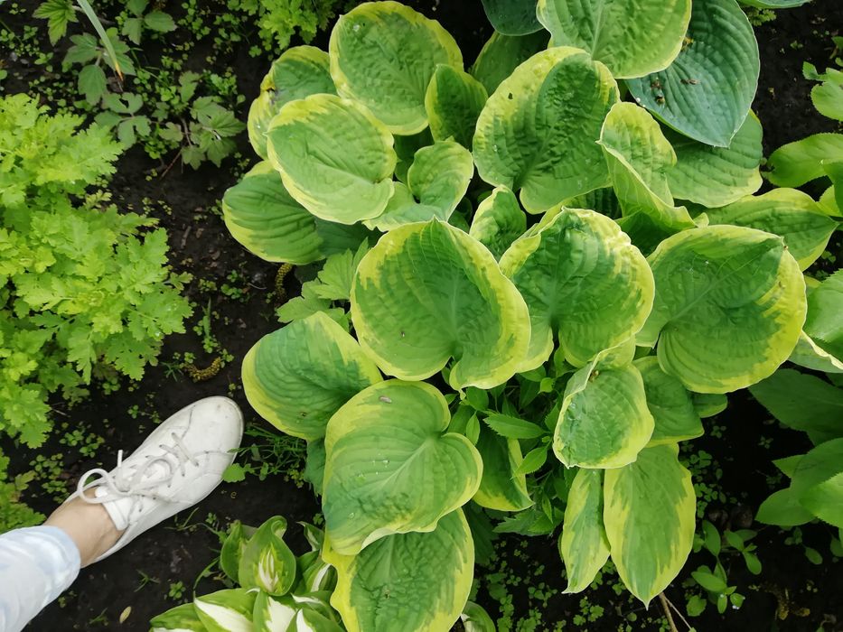 Хоста многолетник.