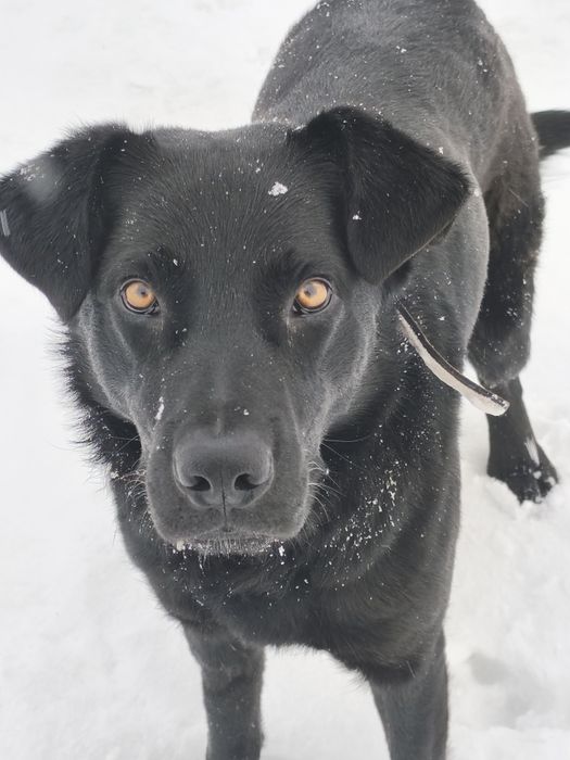 Fakir, młody, cudowny szuka domu