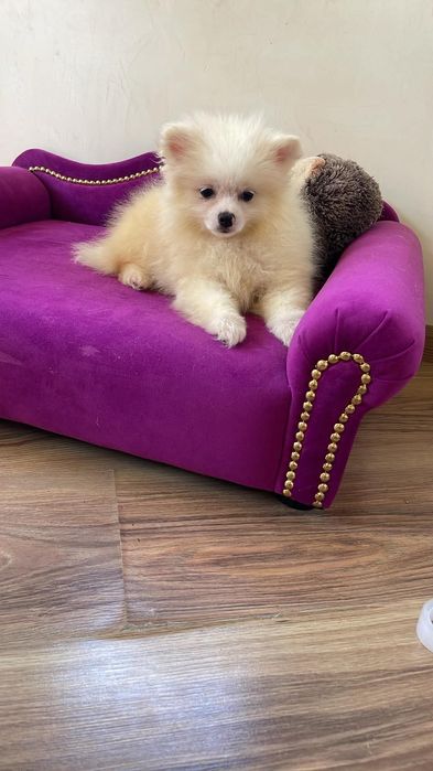 Szpic miniaturowy pomeranian suczka gotowa do odbioru
