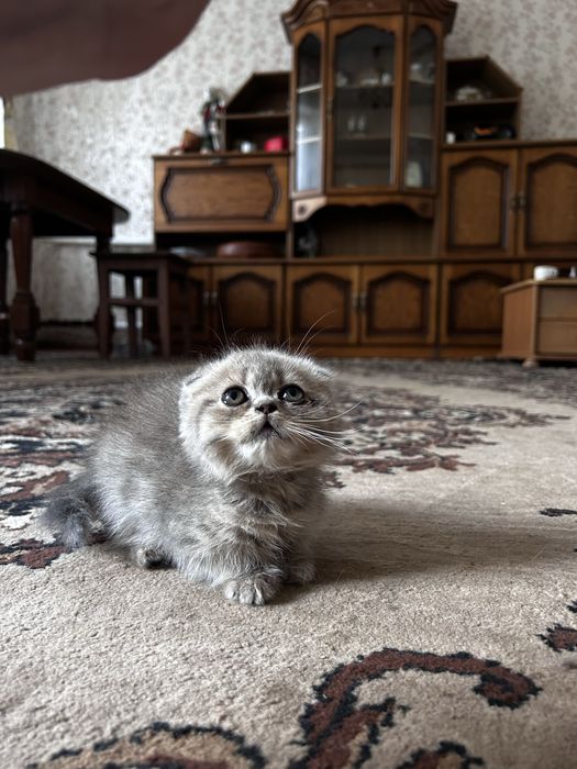 продаются шотландські кошенята
