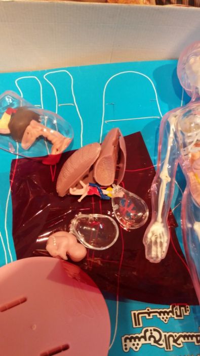 Jogos -Anatomia Humana