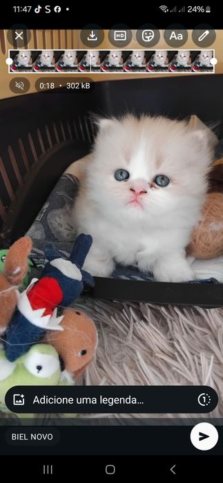 Gato bege com branco