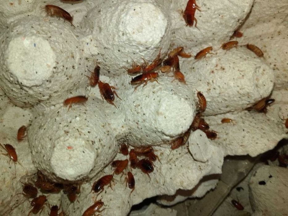 Микс замороженных насекомых