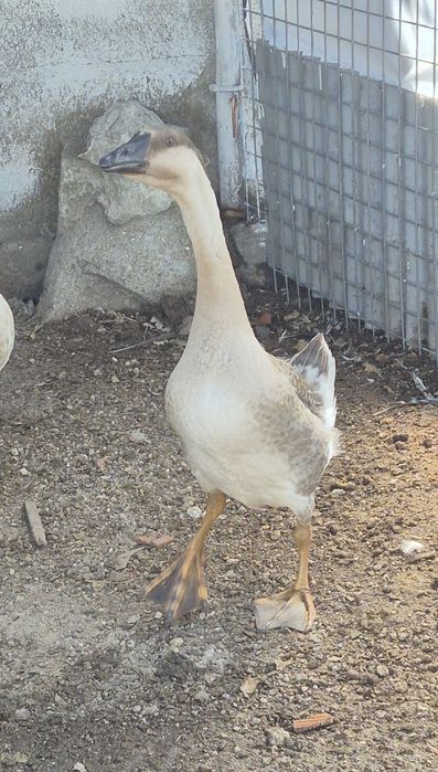Varias aves pavões