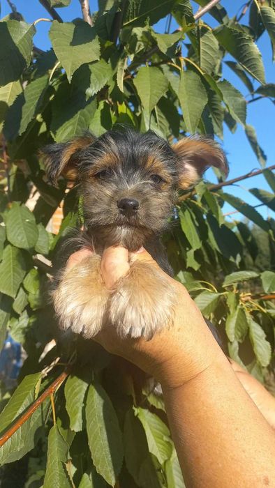 Гарні та грайливі цуценята йорчики