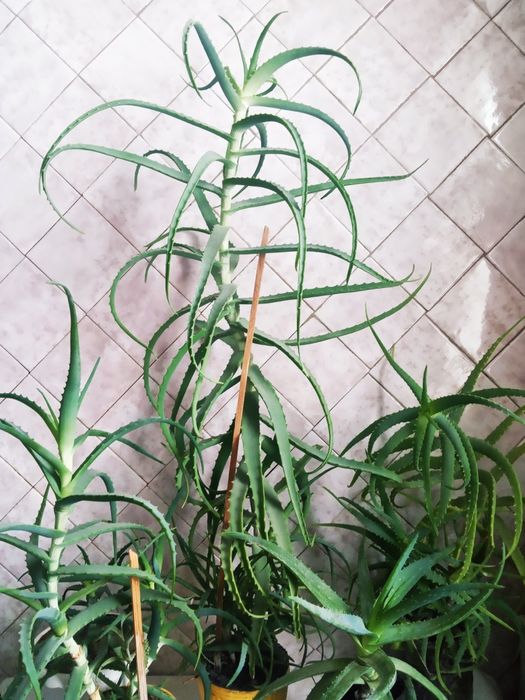 Алоэ лекарственный