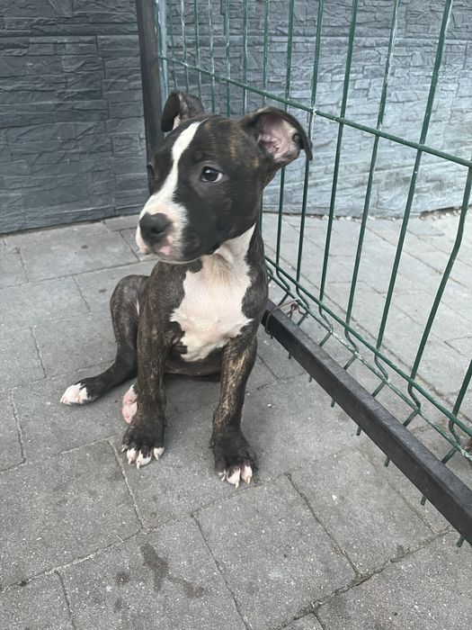 Piesek rasy Amstaff