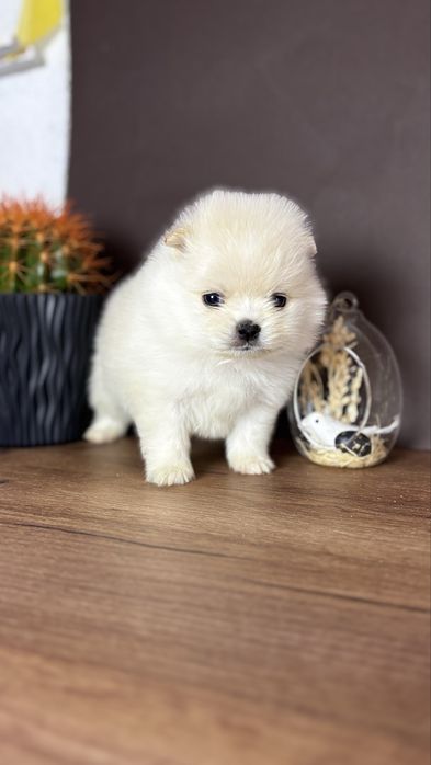 хлопчик шоу класу ти ведмедик