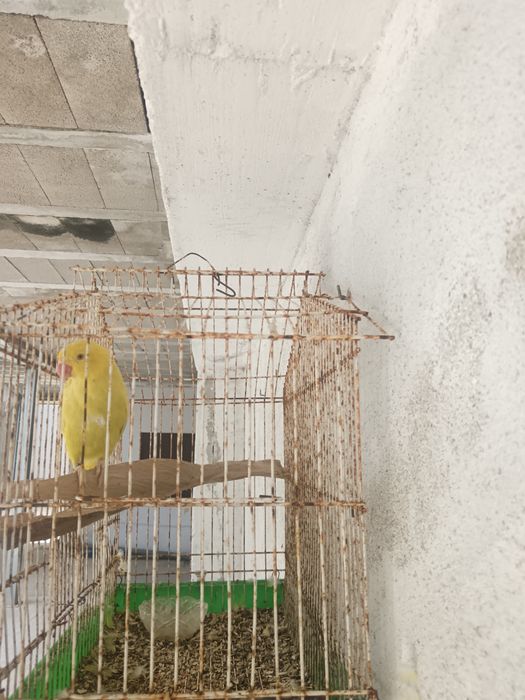 2 Ring neck casal de caturras pa