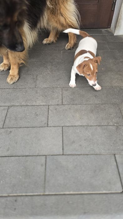 Piesek szczenie Jack Russell