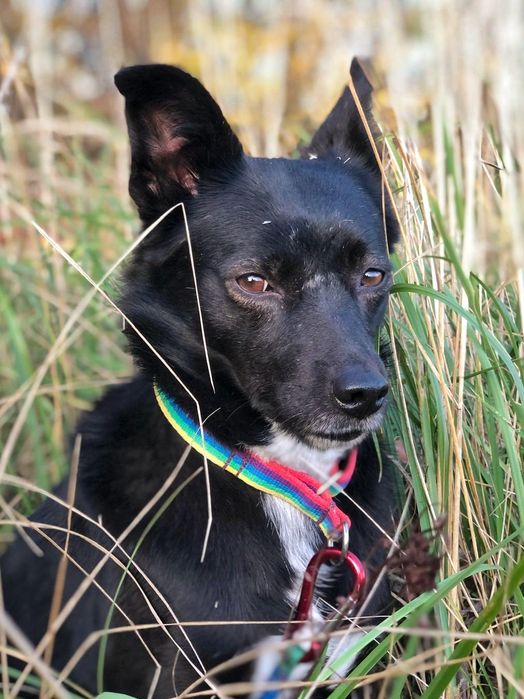 Delikatna suczka Karmen szuka dobrego domu