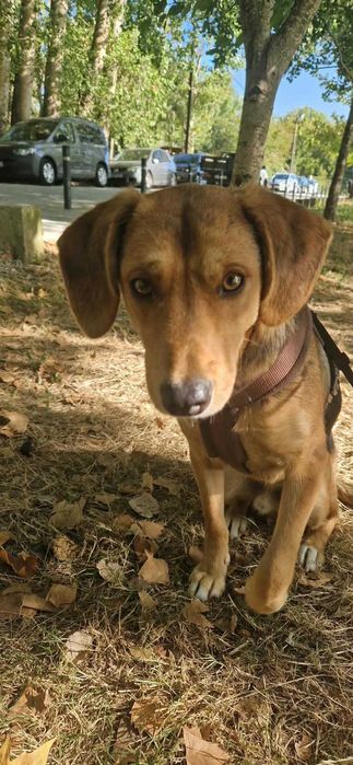 Cão abandonado para adoção