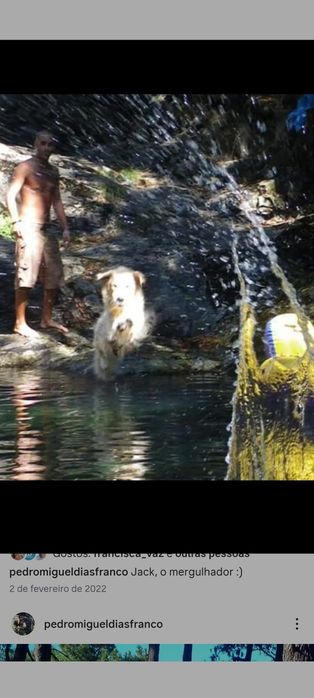 Golden retriever macho procura namorada