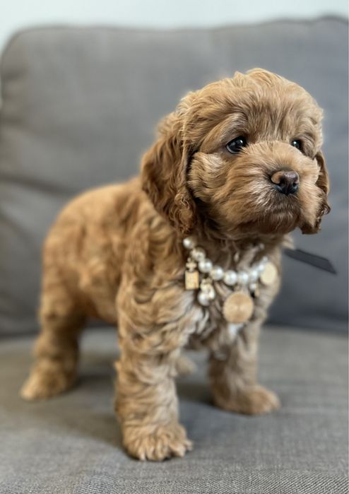 Rose - cudowna suczka american cockapoo - cocker amerykański & pudel