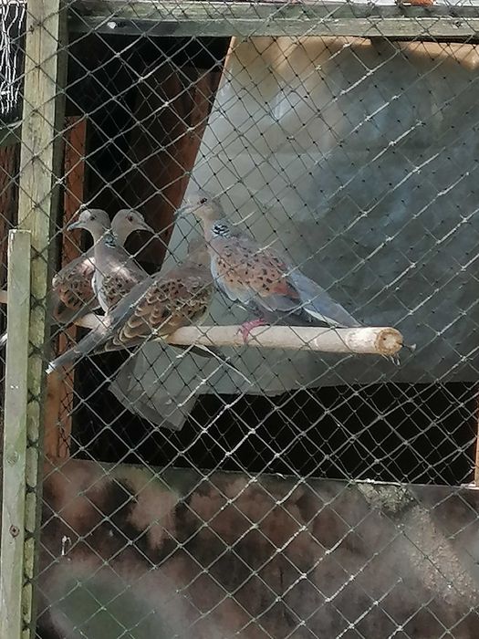 Turkawke sprzedam