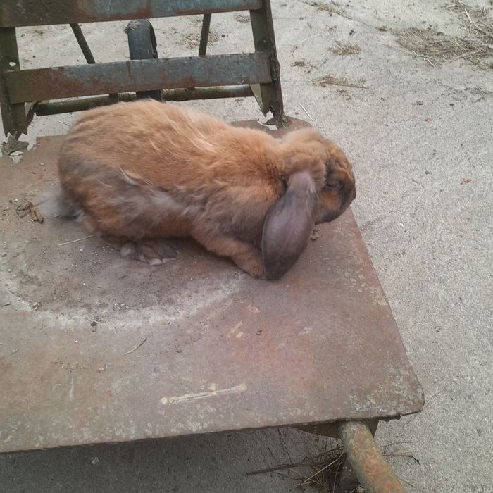 Króliki baran francuski Madagaskar