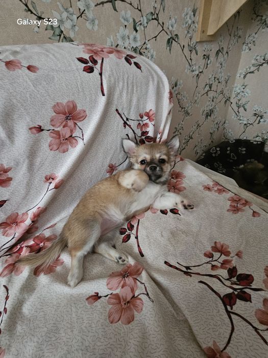 Срочно Продаю щенка чихуахуа девочка