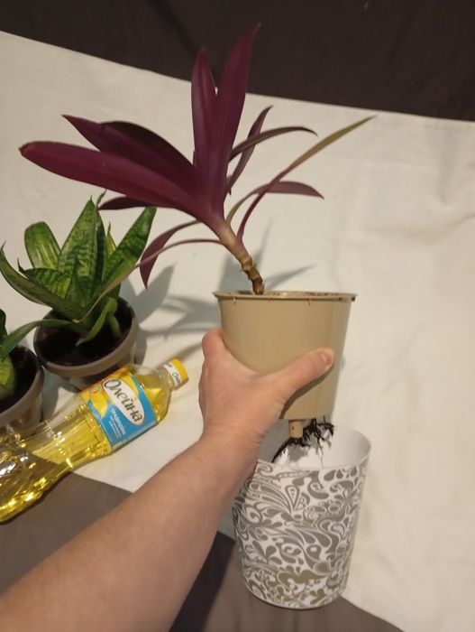 Вазон традесканця Рео в подвійному горщику з дозатором води