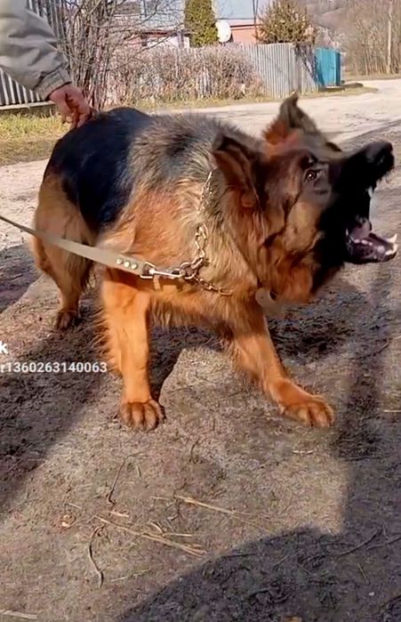Элитные щенки от роскошных немцев.