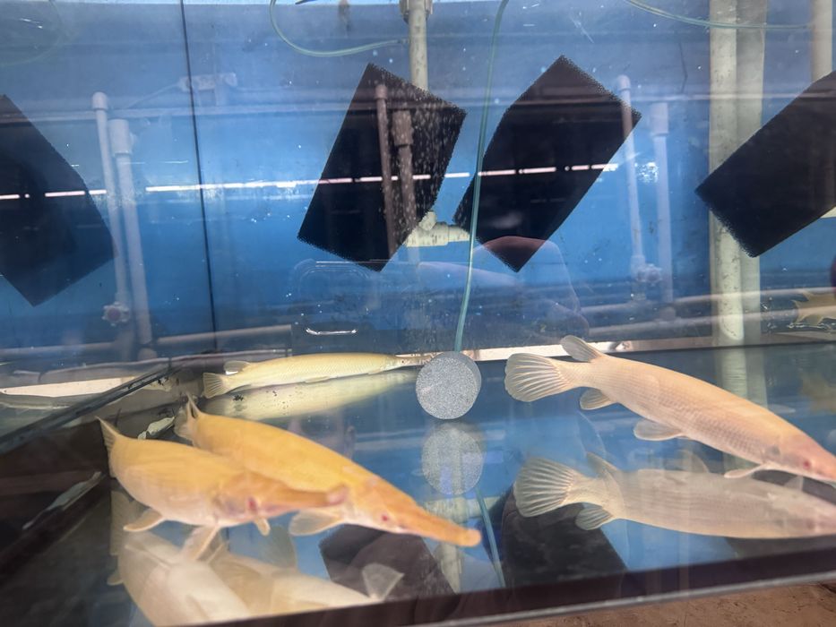 Niezczułka Florydzka Albino