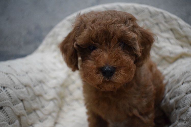 MINI RED Maleńki piesek pudel toy płowy ZKwP FCI