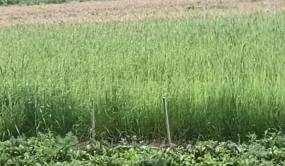 Oddam trawę 1.8 hektara