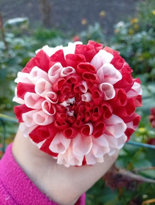 Mix Dalia ,georginia