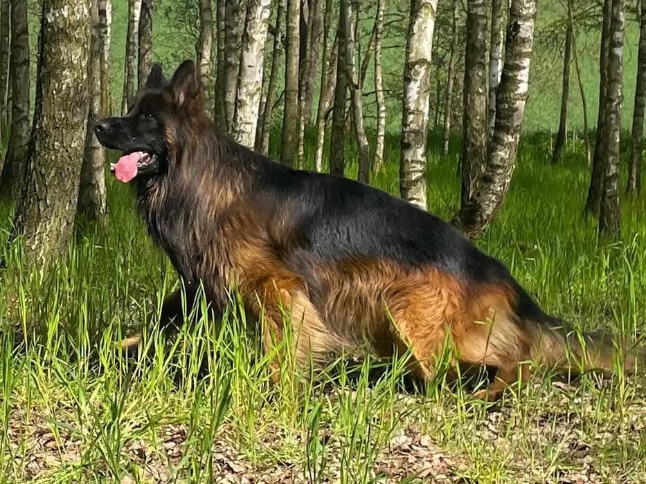 Owczarek Niemiecki Długowłosy SZCZENIAKI  - WIOSNA 2026 REZERWACJA